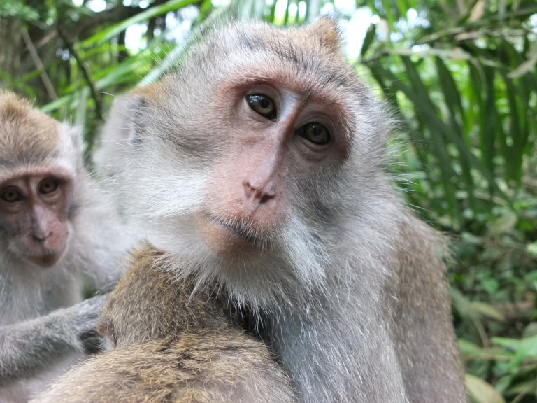 Monkeying Around in Bali